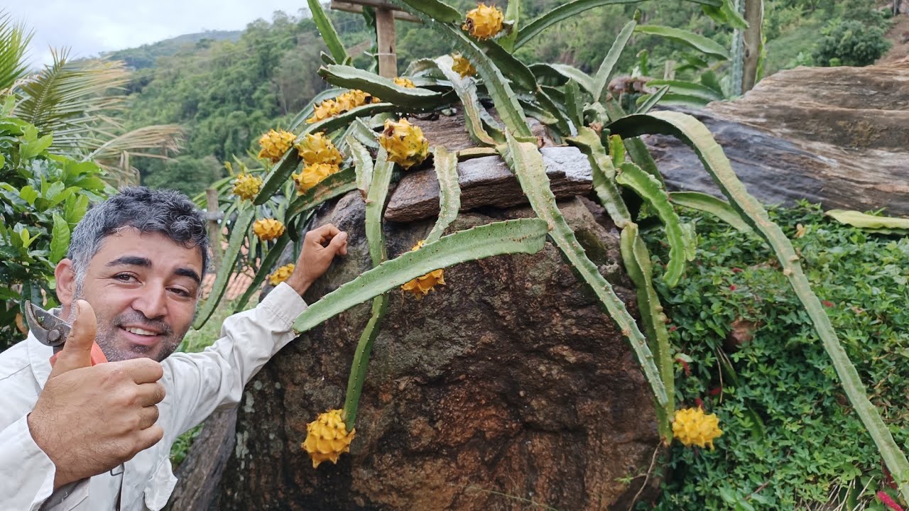 Essa pitaya produz até na pedra! Pitaya Amazonas peruana.