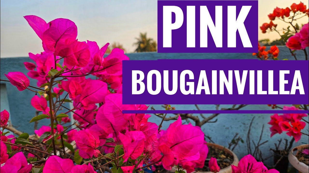 let's meet Pink Bougainvillea 