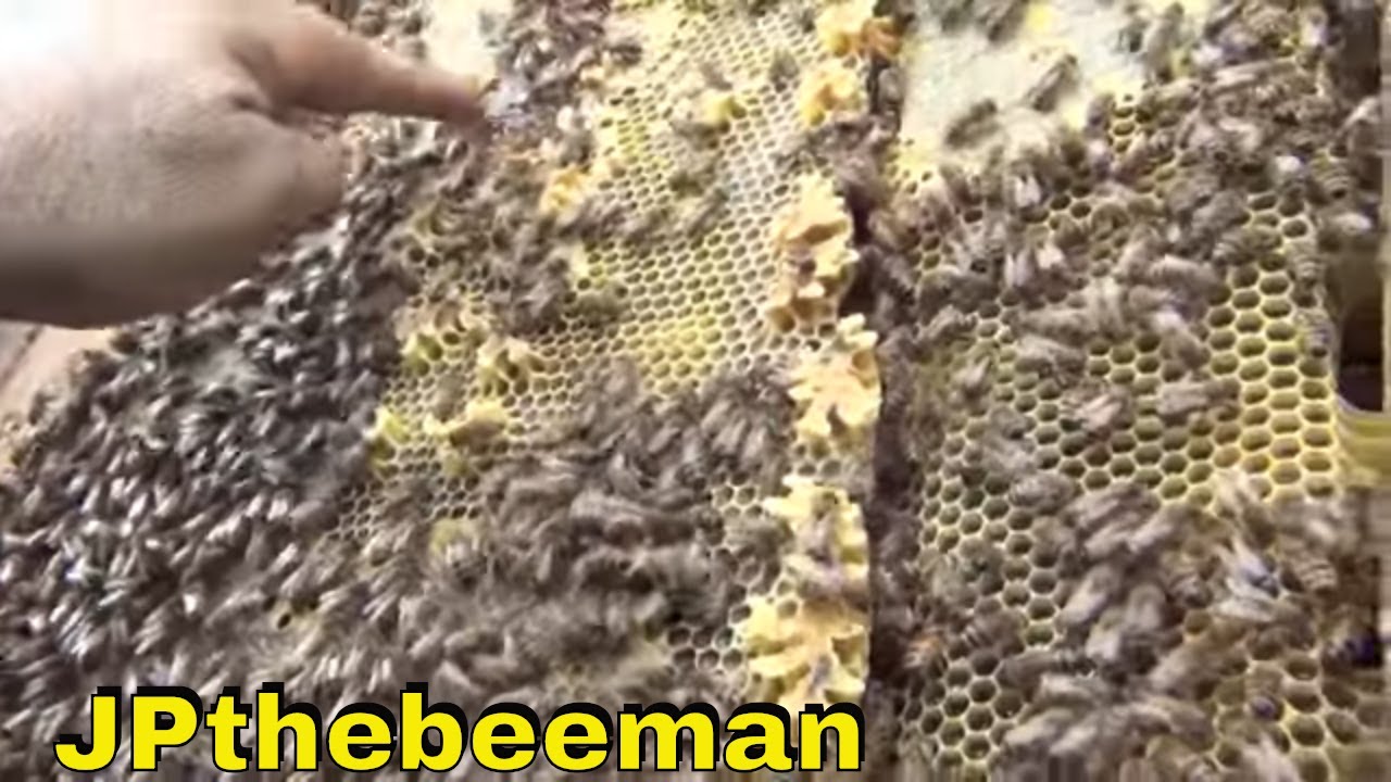 This Bee Video Will Sweeten Your Day