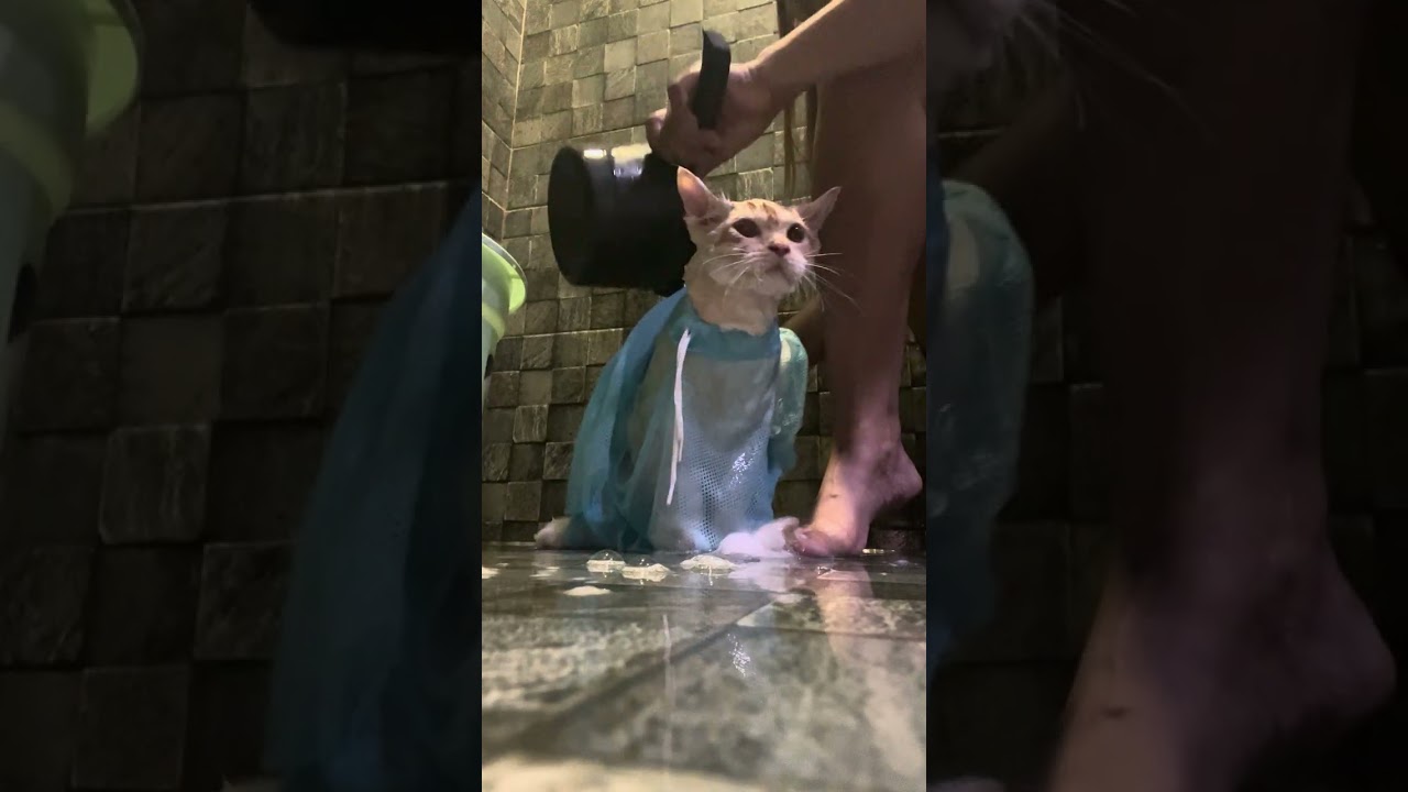 cat bath time meow 