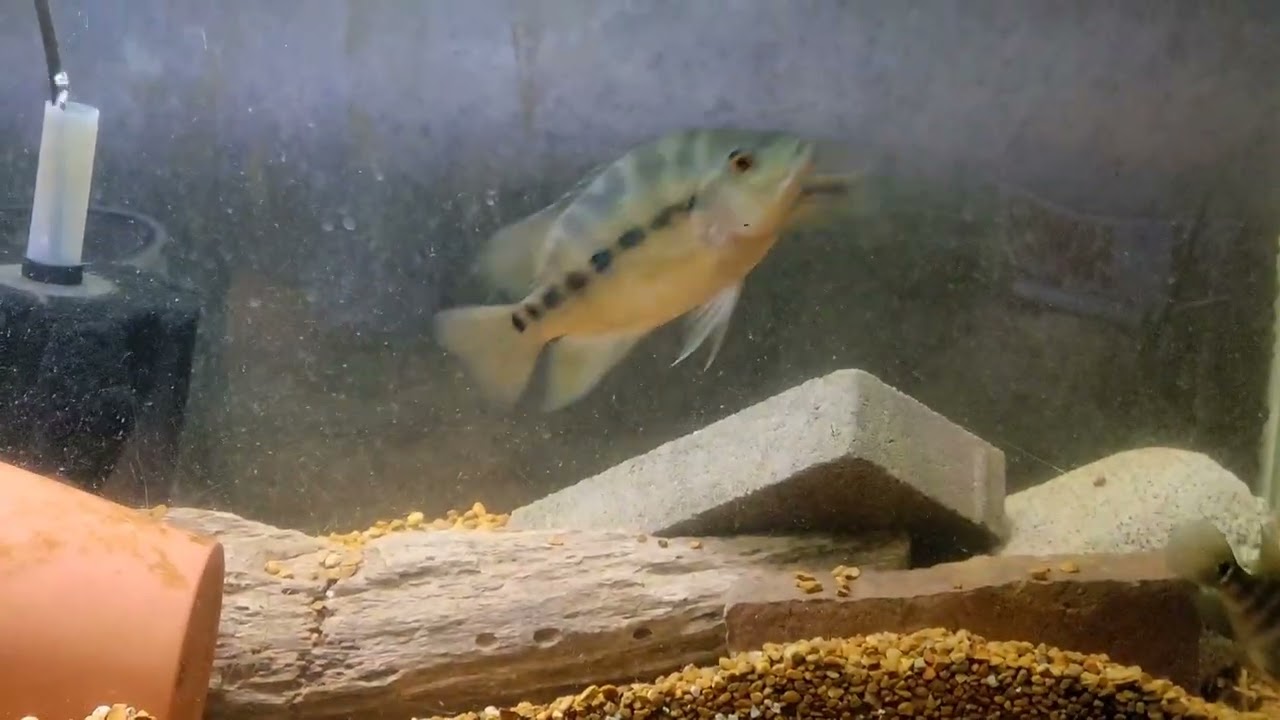 Rio Plantanal Lyonsi Juvies.
