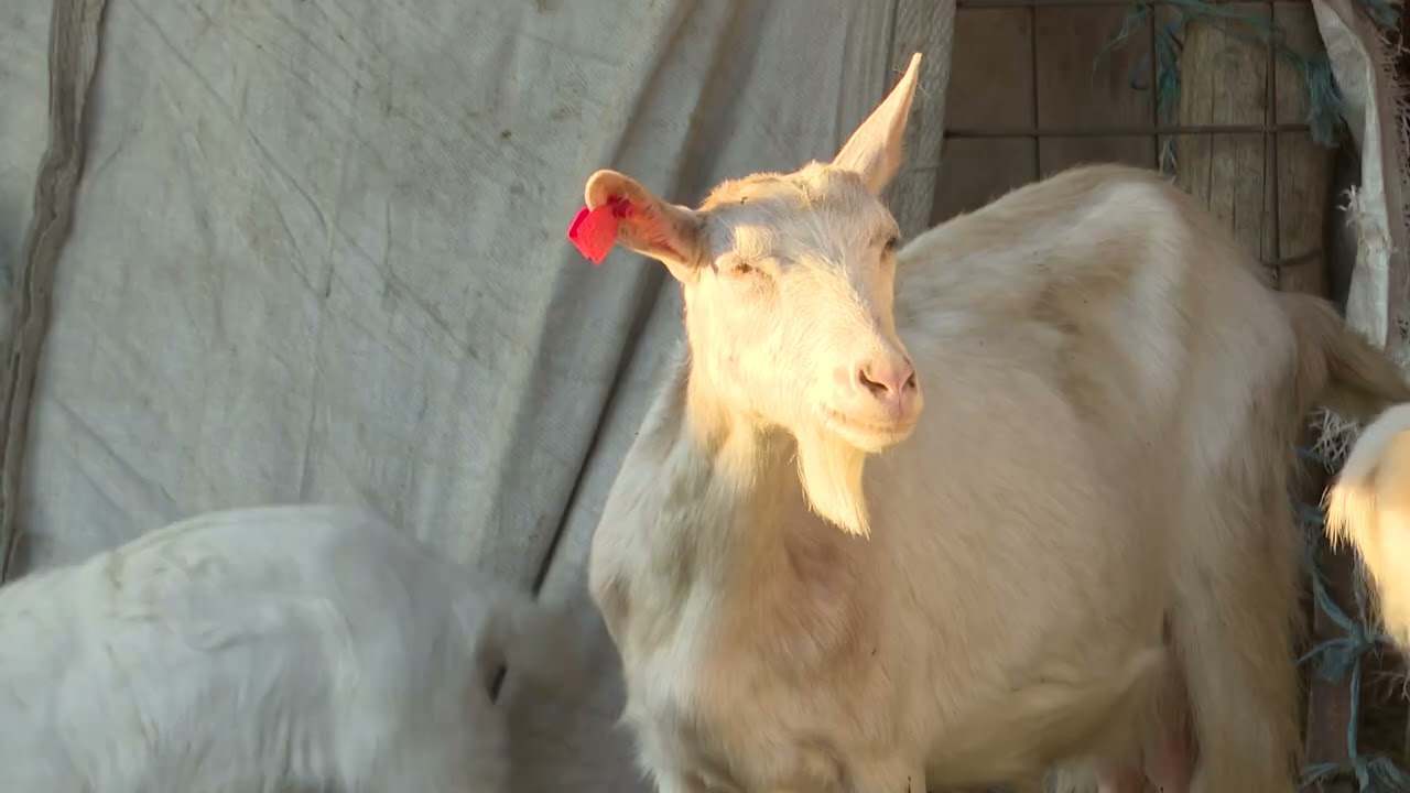 Dario Geto jedan je od posljednjih uzgajivača koza u Slavoniji i Baranji