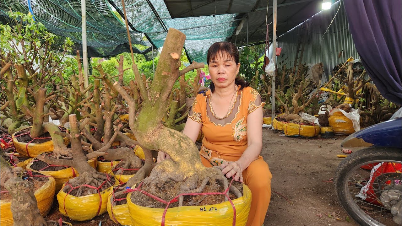 Mai vàng dảo hạt Chào bán ngày 24/2 - Anh Ba Miền Tây LH 0776500908 zalo 