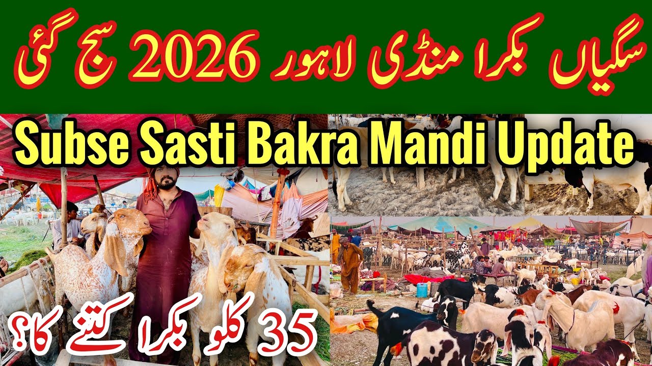 Bakra Mandi Lahore Saggain Pul 2026, | Saggain Mandi Lahore 2026, Cow Mandi 2026 Vlog, Mr Phirtu