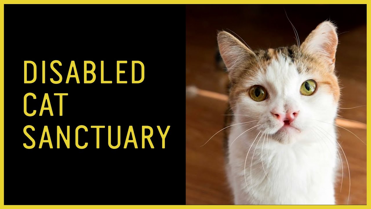Milo&rsquo;s Sanctuary for Special Needs Cats