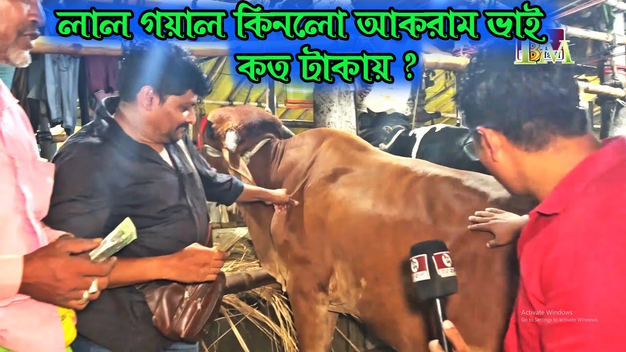 আকরাম ভাই গাবতলী হাট থেকে আজ লাল গয়াল গরু কিনলো কত টাকায় জানবো এই ভিডিওতে