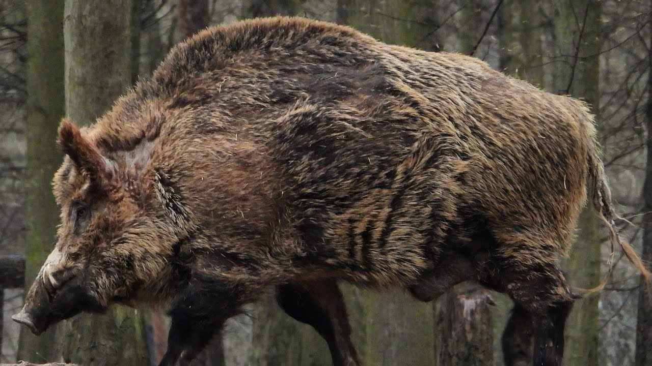 DOKUMENT- Přírodní park Rokytná s Vojtěchem Komárkem