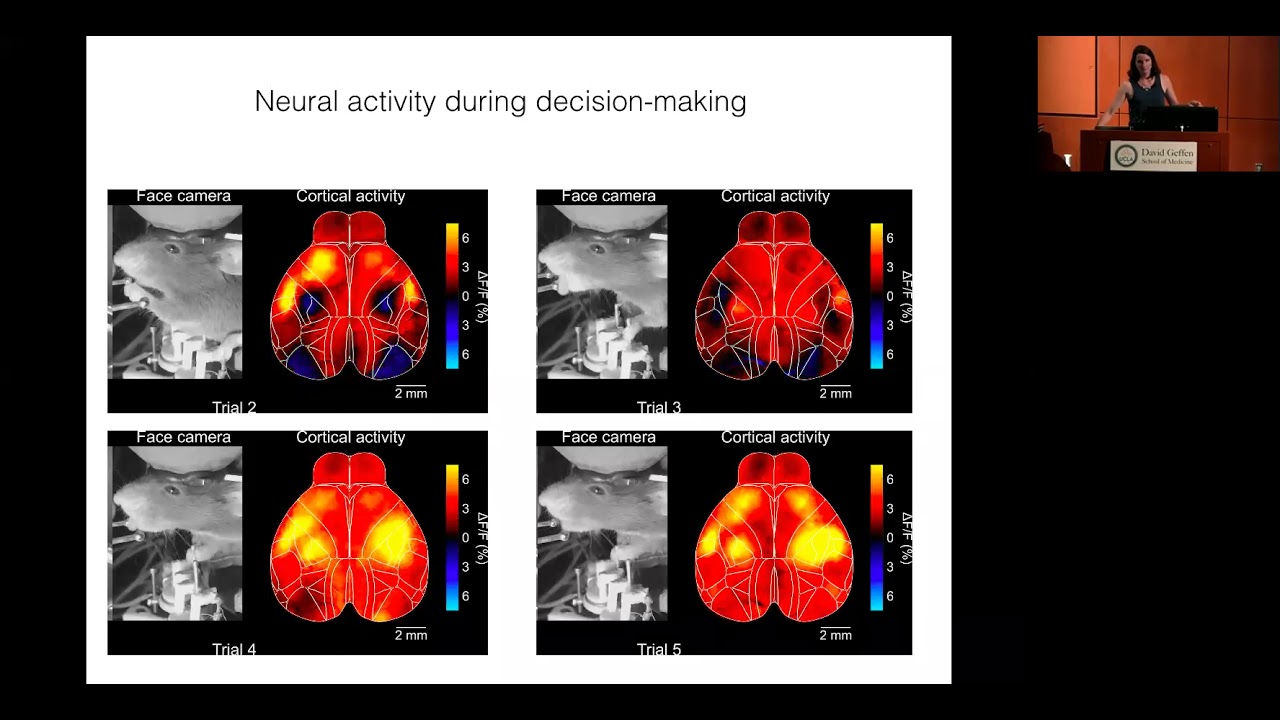 BRI Joint Seminar In Neuroscience, The Arnold Scheibel Endowed Chair - Anne Churchland, Ph.D.