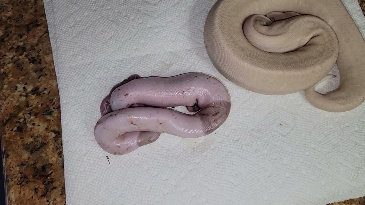 Ball Python Banana Black Pastel Coloration Theory 🐍🍌🤔