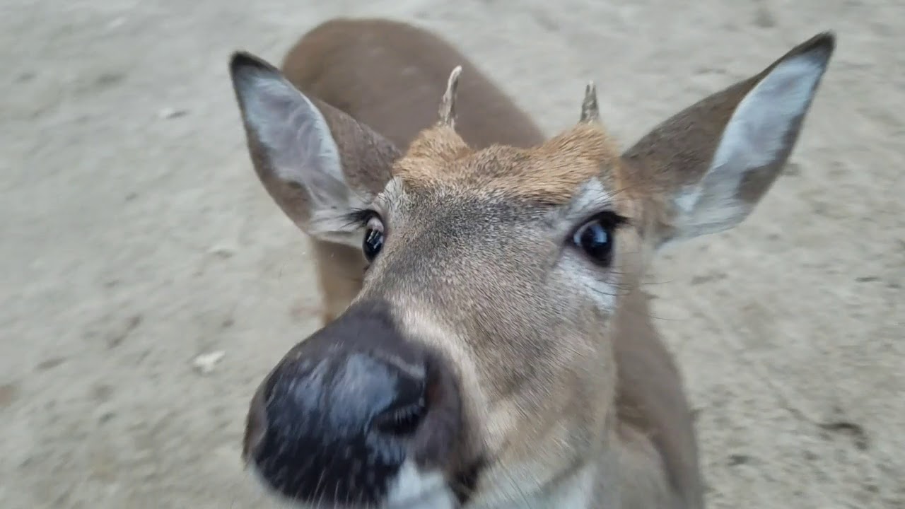 Super friendly deer