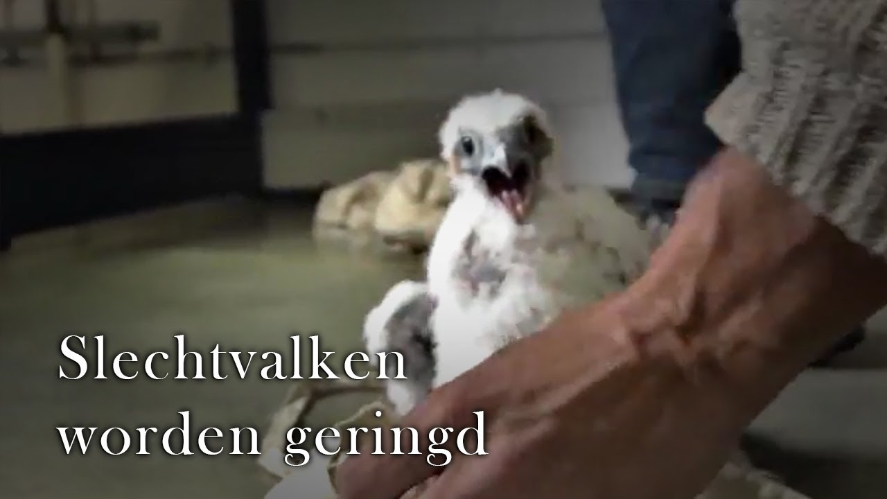 Slechtvalken ringen