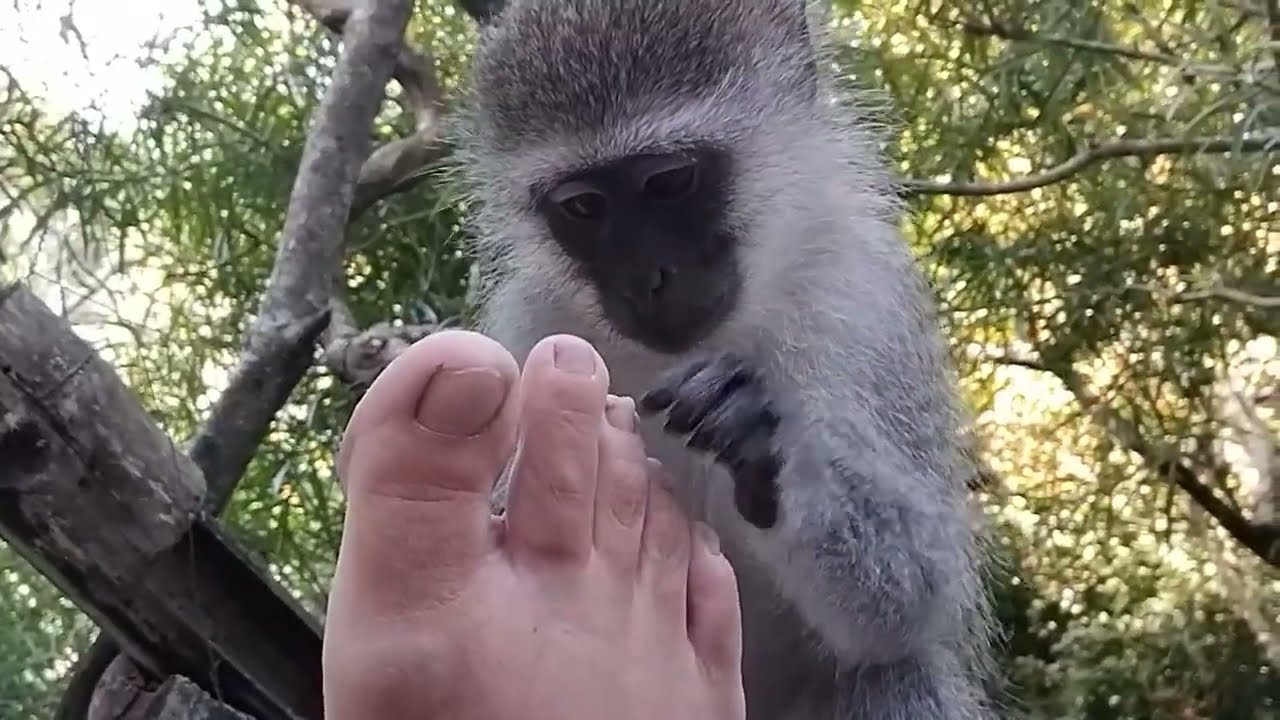 ASMR Monkey Lollipop What A Relaxing Playful Foot Grooming Massage And Pedicure In Nature! #asmr