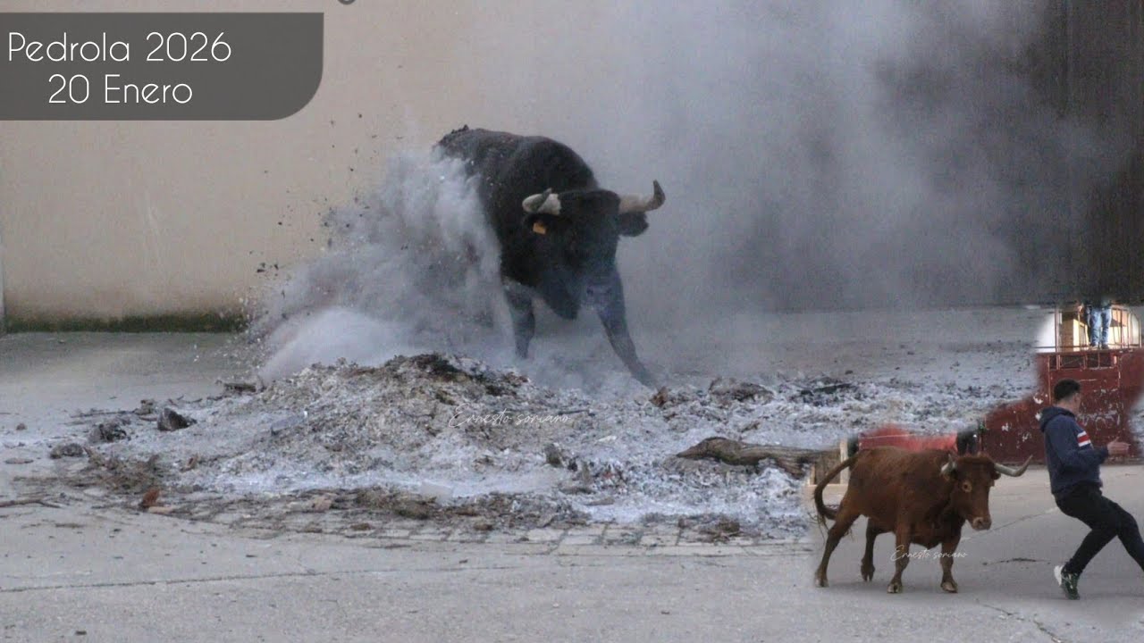 Pedrola ,Resumen del 20 de Enero 2026 j.Cuartero Capones y Vacas 