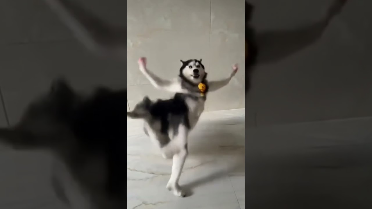 Dance with dogesh bhai #funny #funnyshorts