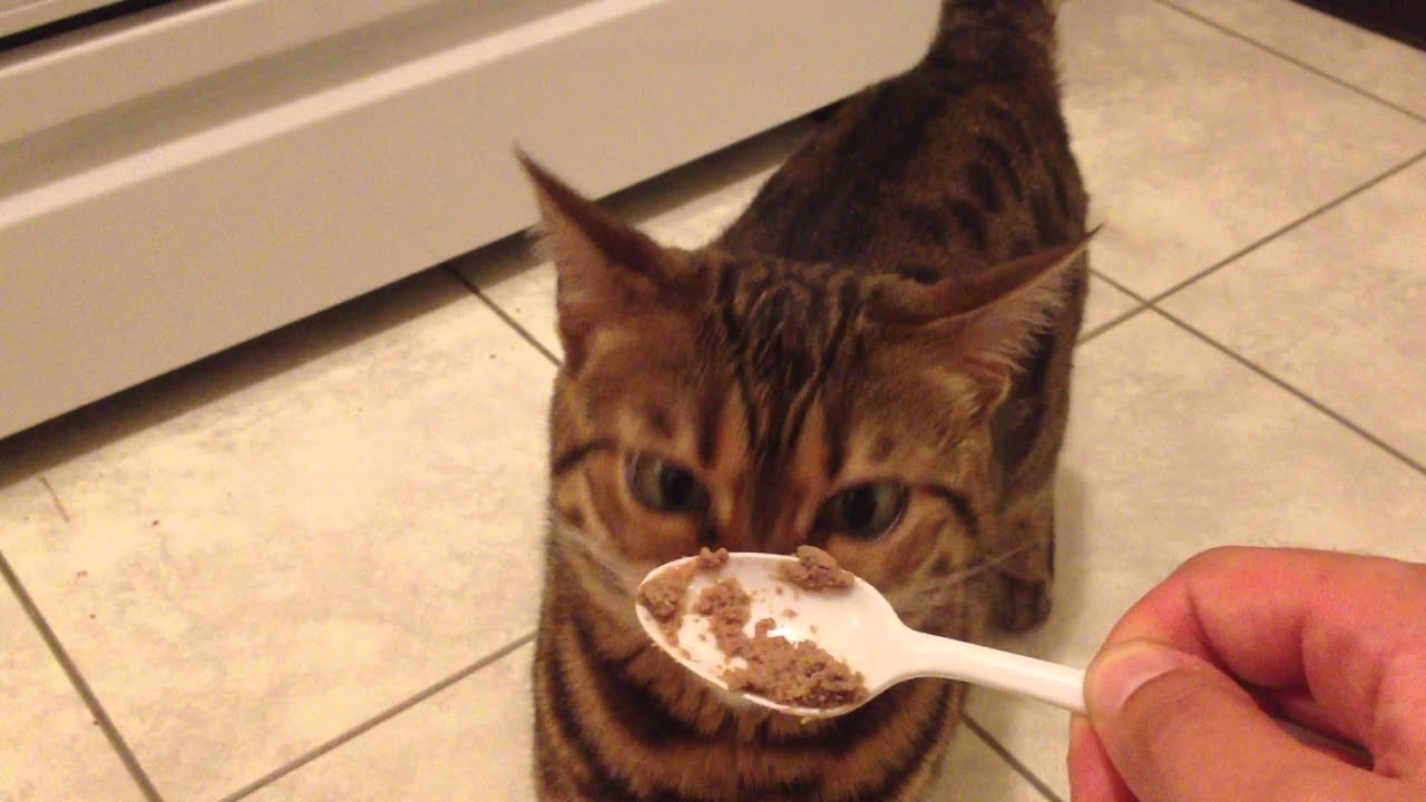 Yummy Yummy Yummy Cat