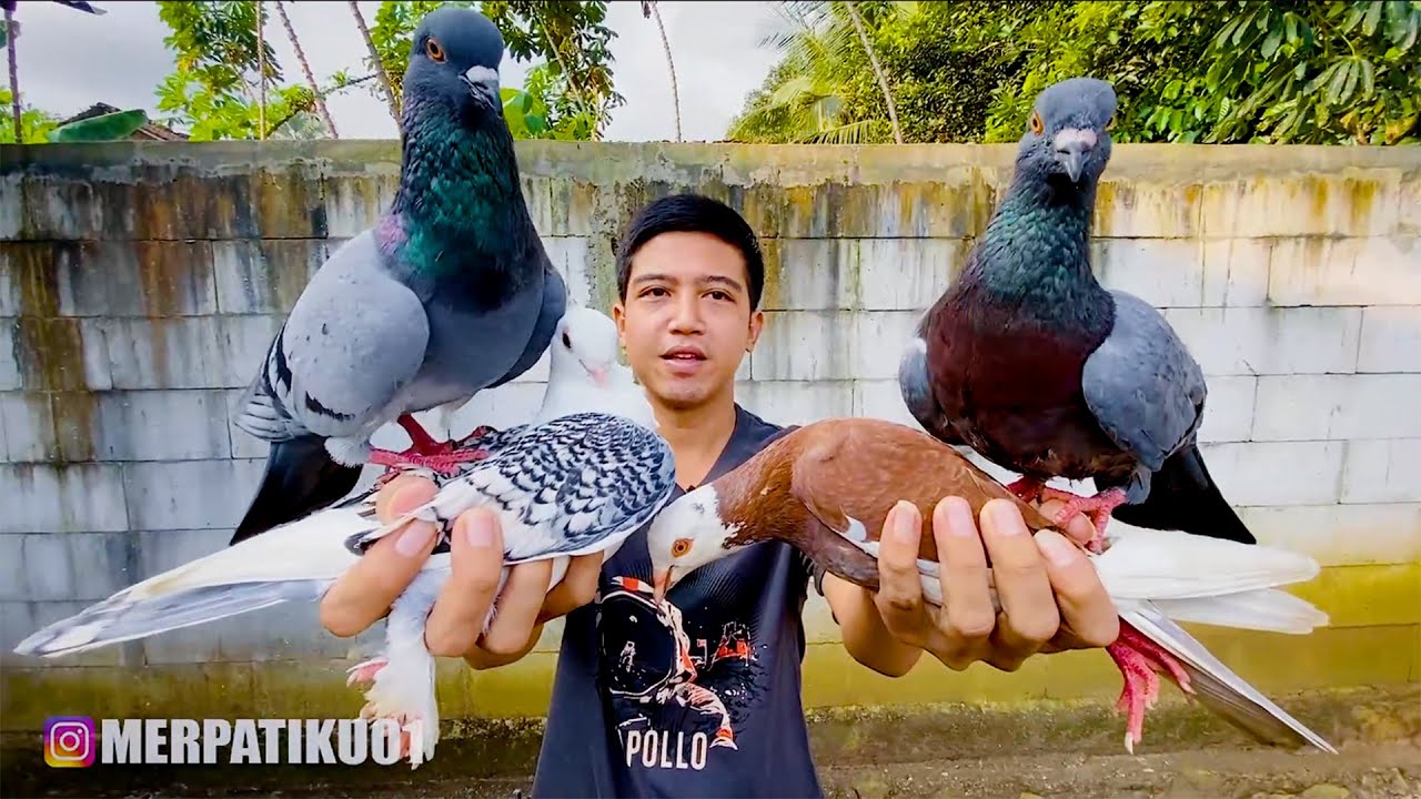 TES KECERDASAN MERPATI BARU