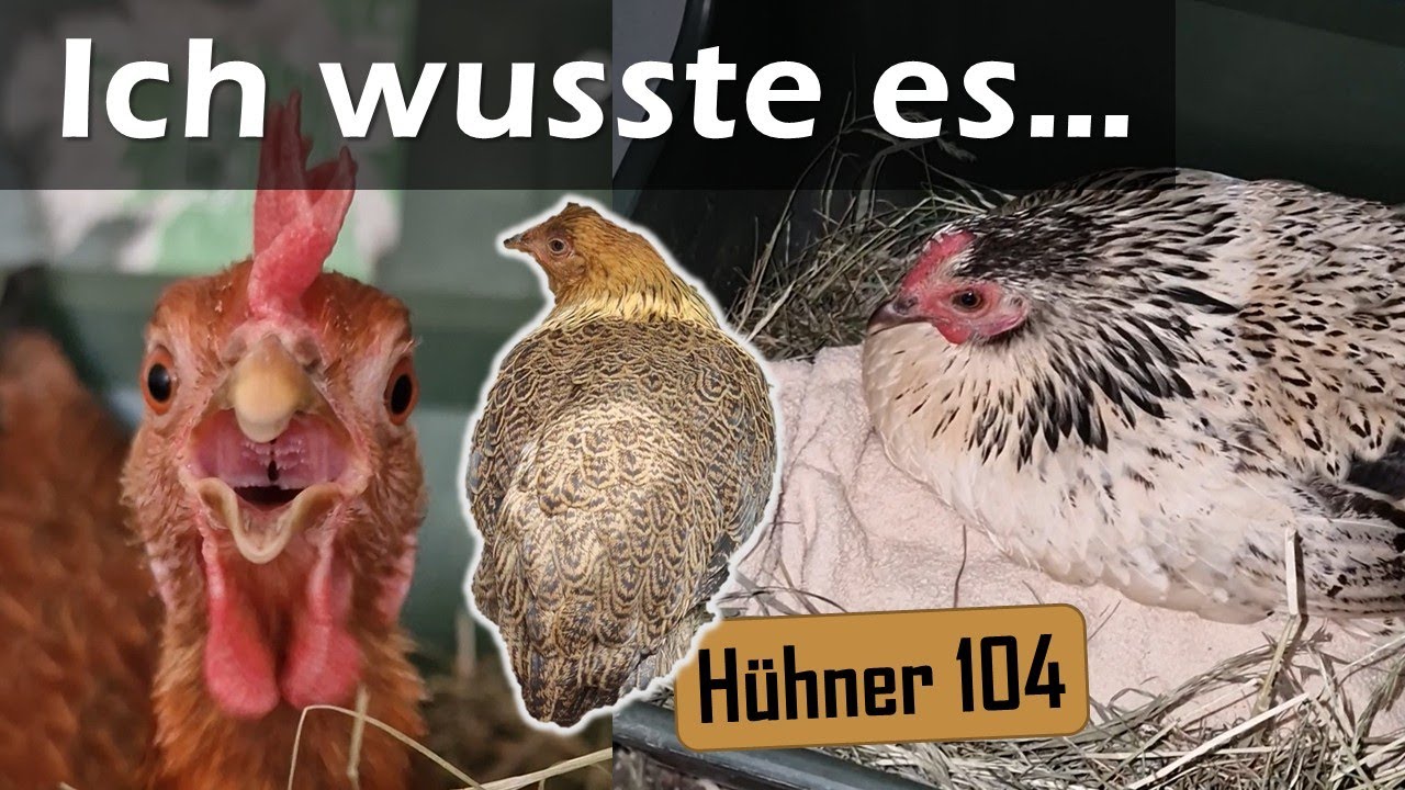 Junghenne krank, hartn&auml;ckige Glucken & Tipps bei hei&szlig;em Wetter - #H&uuml;hner 104