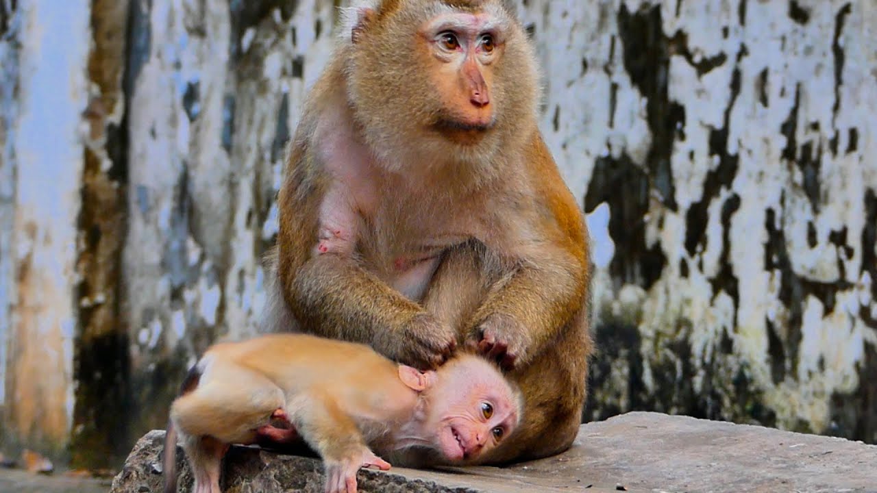 Wowow so sweet first time to see best clib Bonita came to care baby LEO when she see libby leave