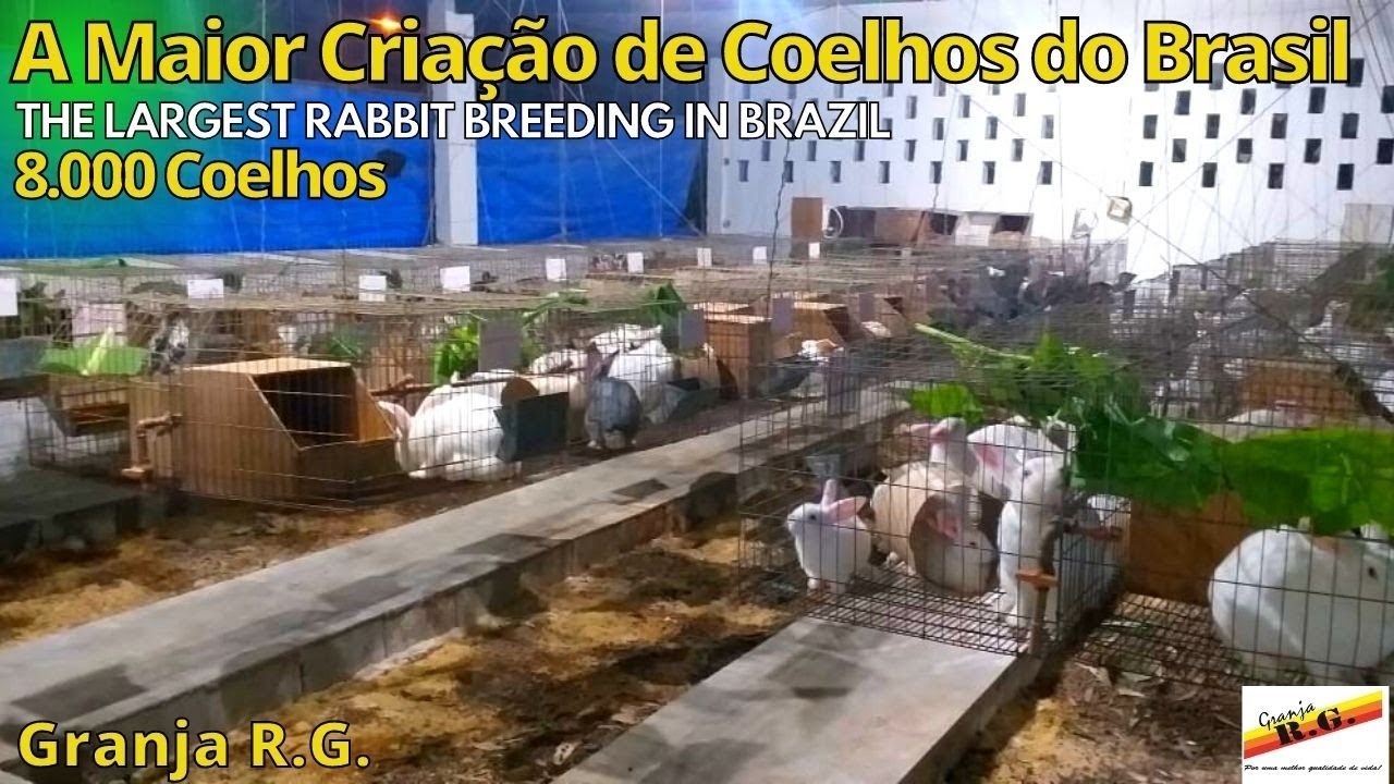 A Maior Criação de Coelhos do Brasil