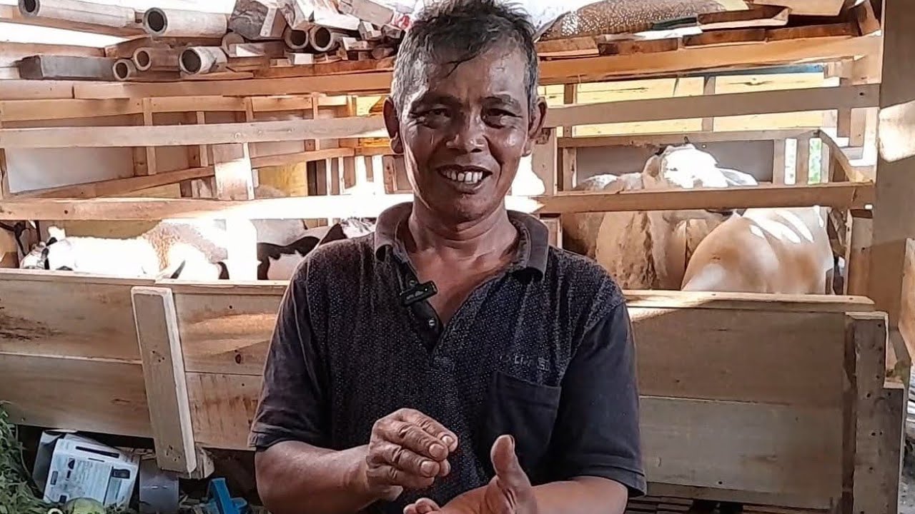 TESTIMONI PAK HAERUDIN SUKSES TERNAK DOGAR DI CISOMPET GARUT