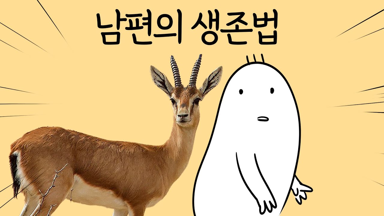 에겐남 남편의 생존법