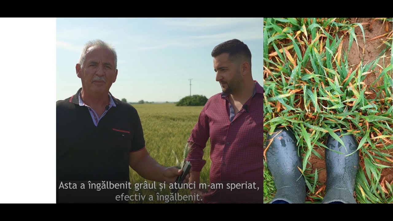 Protectie la stres climatic- inghet tarziu primavara (Delfan Plus, Synergizer 8-32-4)