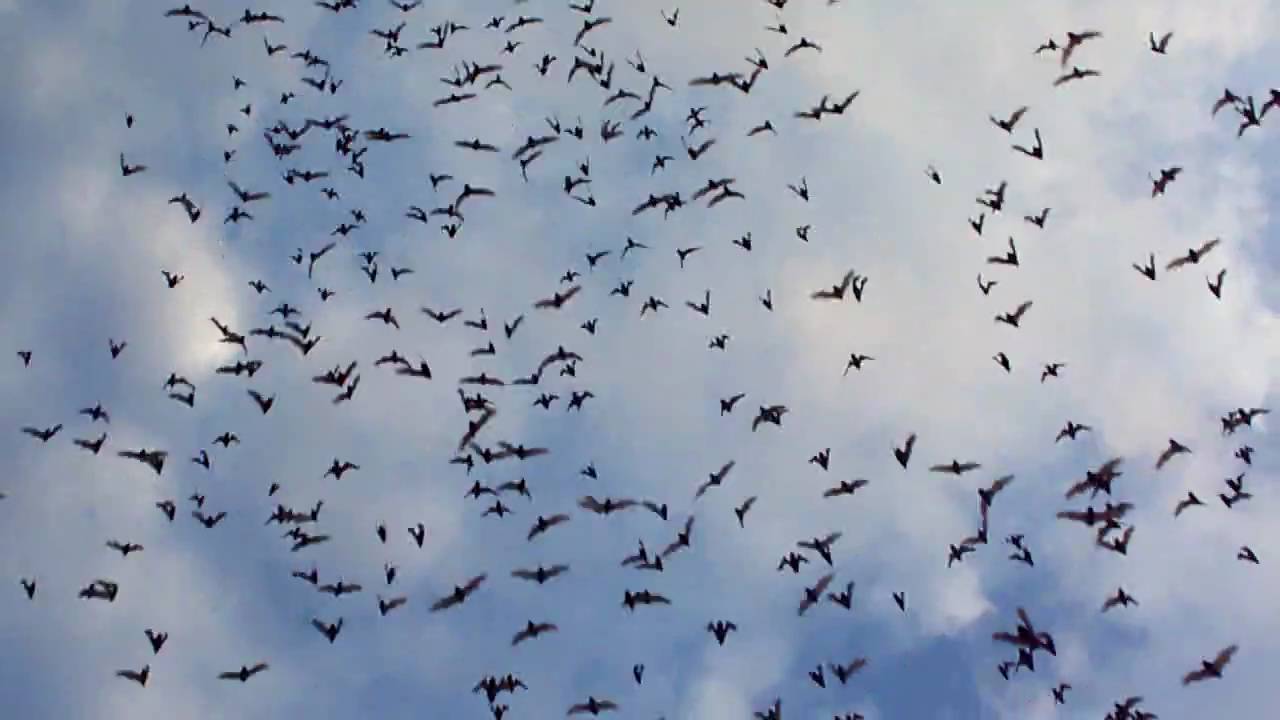 Bat Emergence at Bamberger Ranch Preserve