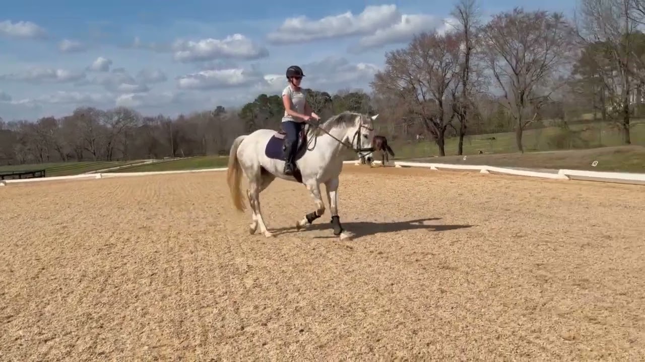Tito dressage March 2026