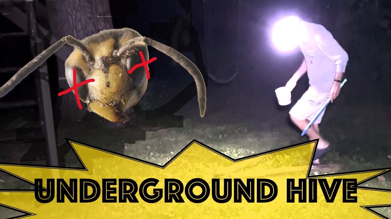Safe way to kill Yellow Jackets underground, that you never heard of!