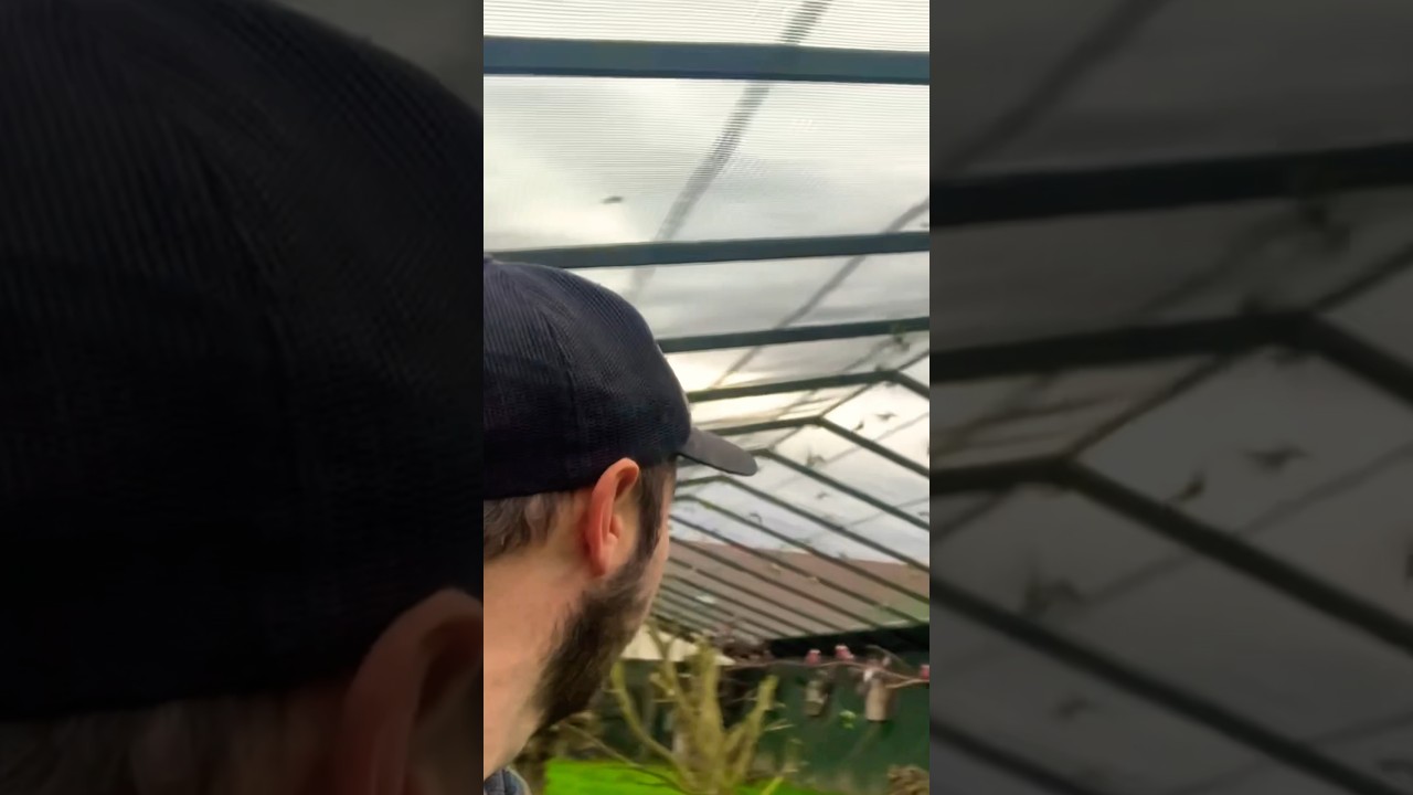 o MAIOR viveiro particular do MUNDO!!! | the biggest private aviary in the world | #birds #shorts