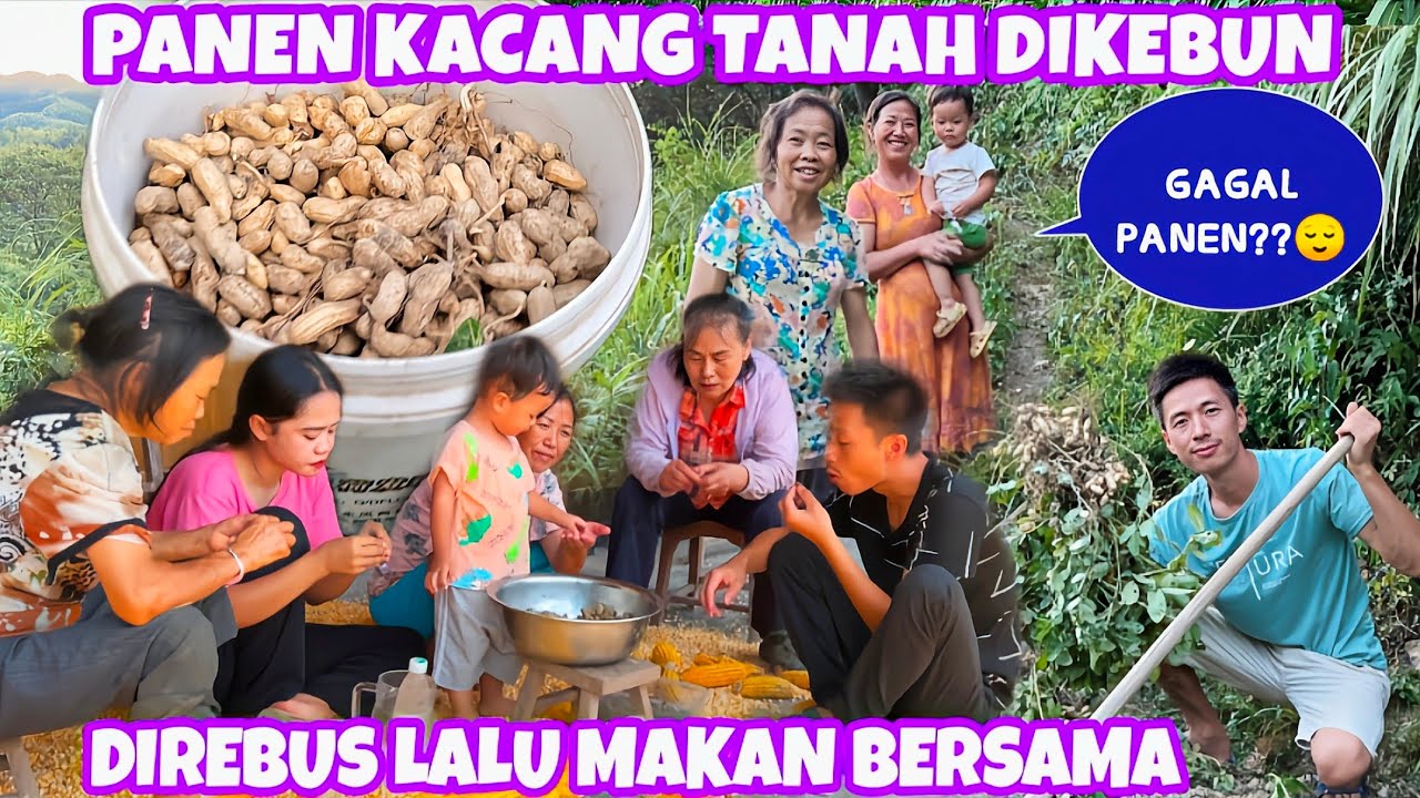 PANEN HABIS KACANG TANAH DIKEBUN, LALU DIREBUS DAN DIMAKAN BERSAMA KELUARGA