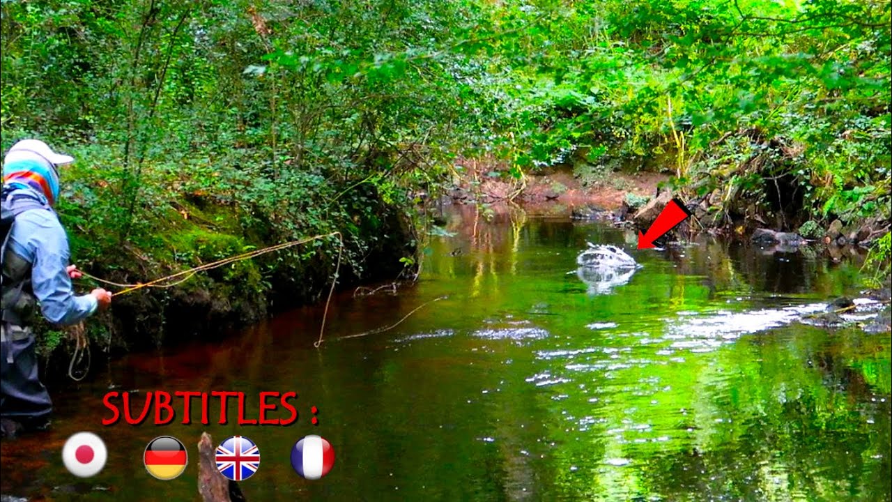 Pêche de la Truite en Ruisseau ( Pêche à la Mouche - Truite à la Mouche ){ Pêche en Bretagne }