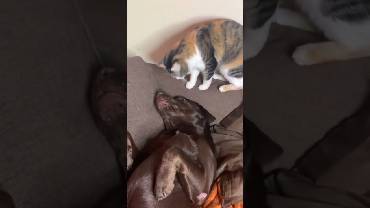 Cat bullying dog 🐶🐈