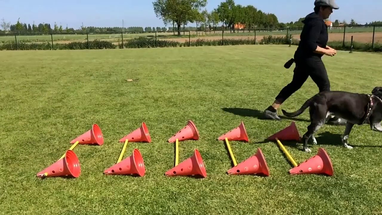 Cavaletti in slow motion