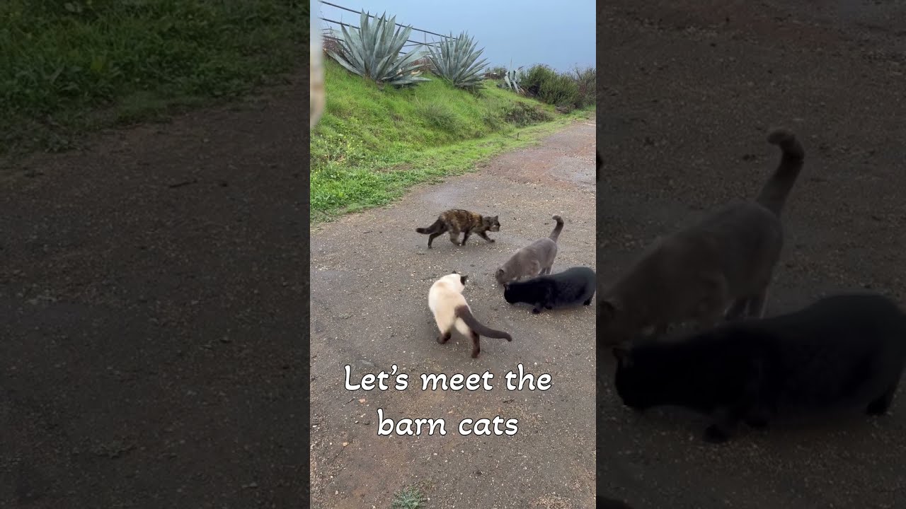 Meet Our Rescued Barn Cats| Samantha, Simon, Crookshanks & Salem