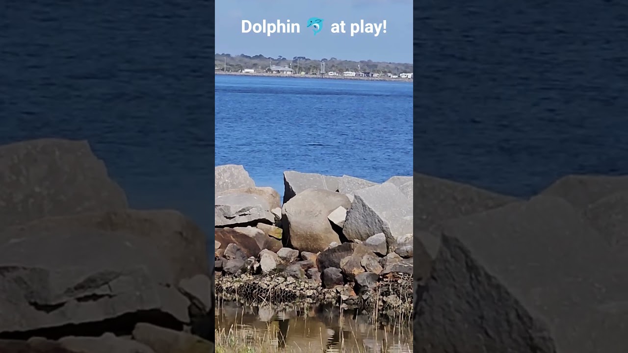 A Little Ocean Magic in Motion. Dolphin glide by in the morning 🐬 ✨️ #dolphindreams #dolphinwatching