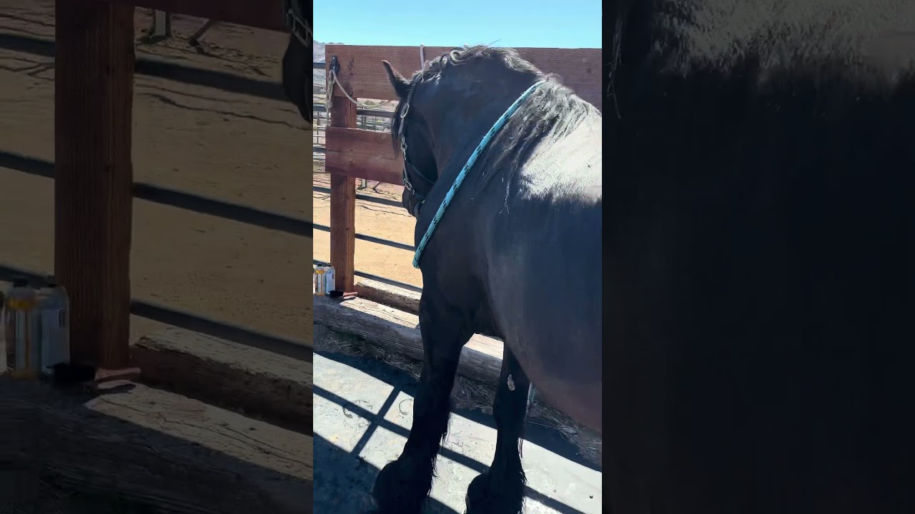 Gypsy Vanner cross early Spring Feather Wash! 