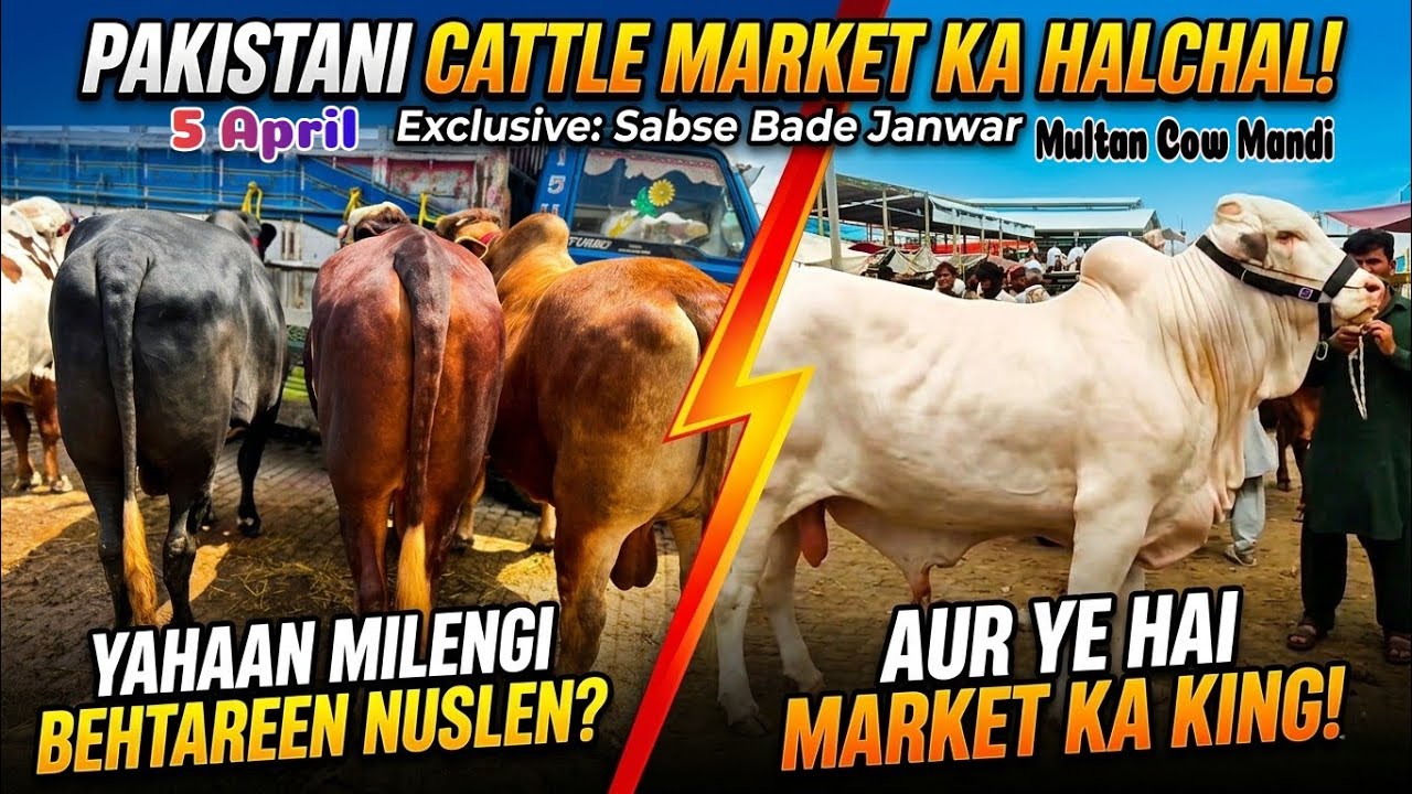 🔥 &ldquo;Multan Cow Mandi 2026 | Heavy Weight Qurbani Bulls & Bachray Latest Fresh Update Today&rdquo;