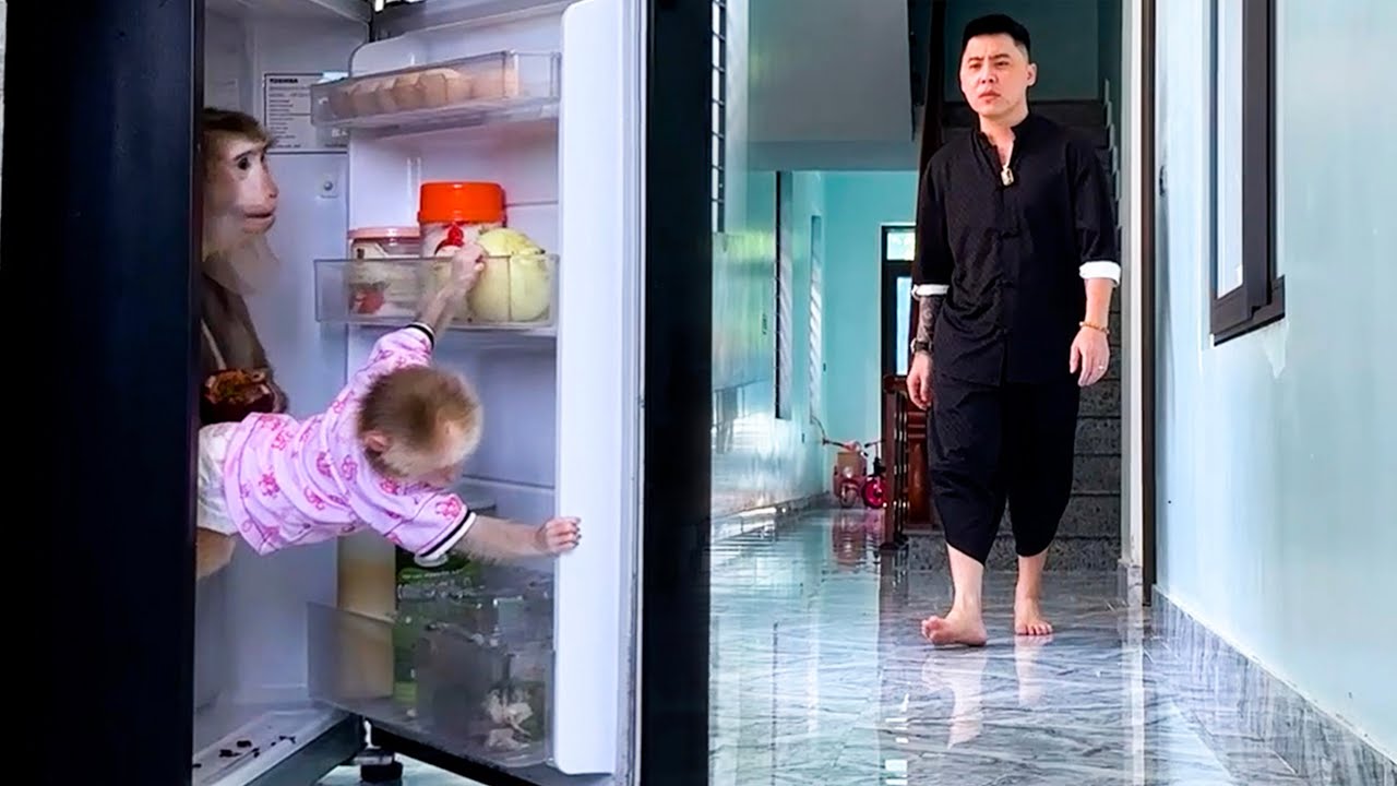 Caught in the Act: Monkey Kaka and Mit Sneak into the Fridge for a Feast!