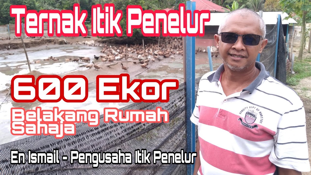 itik penelur - duck farm - ternak itik penelur belakang rumah En Ismail 600 ekor