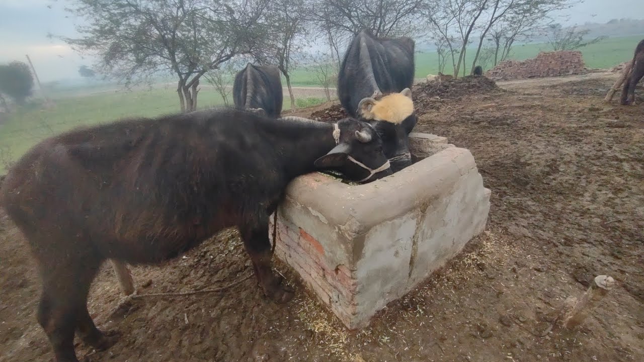 Soba ka time ha Mary bassy kotra ka re ha 