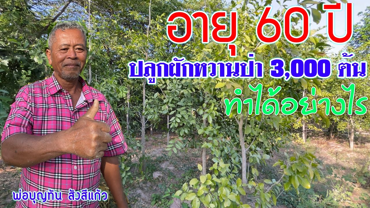 ปลูกผักหวานป่าตอนอายุ 60 ปลูกได้อย่างไร 3,000 ต้น | เกษตรผสมผสาน | บ่าวยุทธพาจ้วด