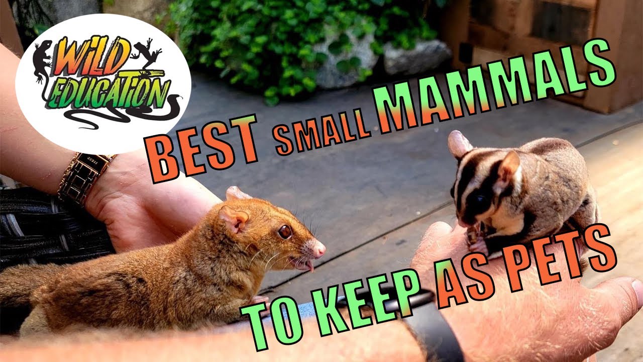 BEST SMALL MAMMALS TO KEEP AS PETS!