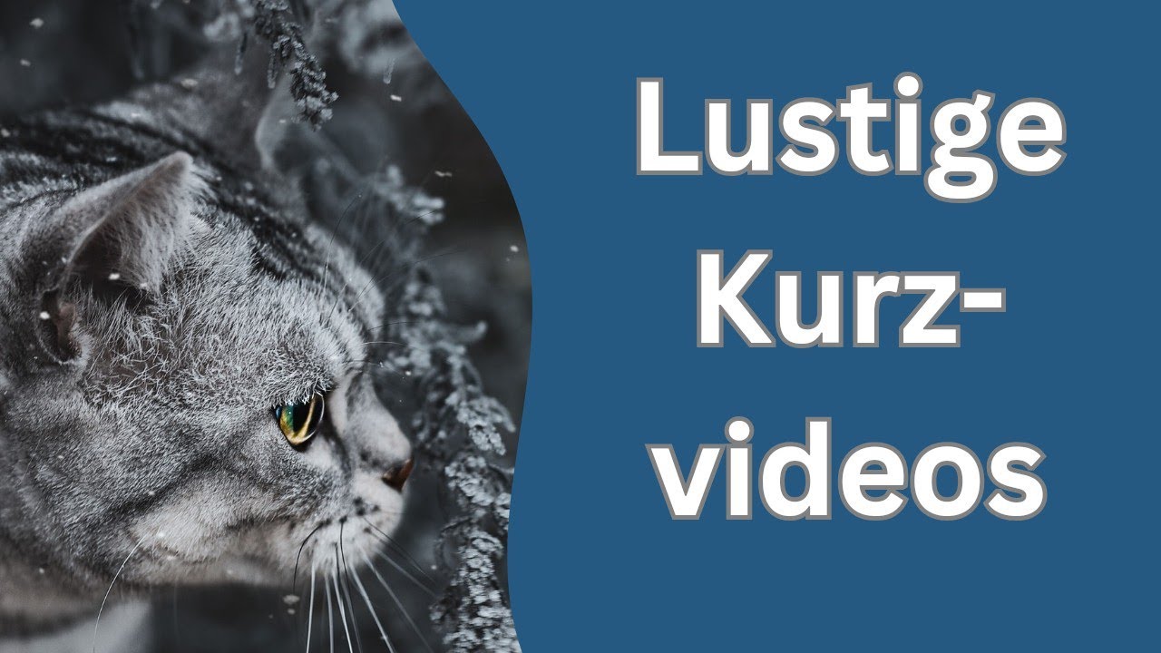 Ein paar Videos, die ihr vielleicht schon vergessen habt #Katzen
