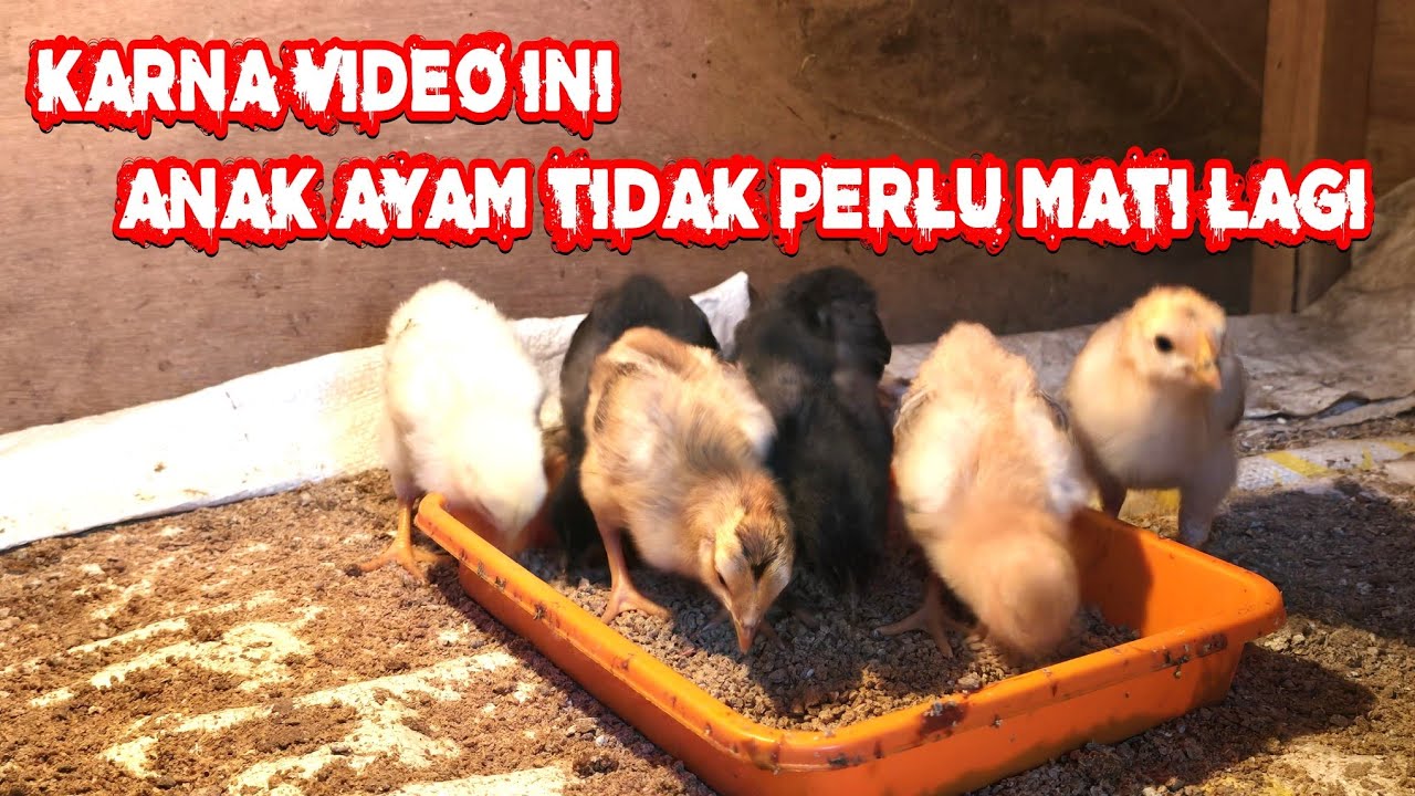 CARA MENGASUH MERAWAT ANAK AYAM DOC USIA 1 SAMPAI 30 HARI