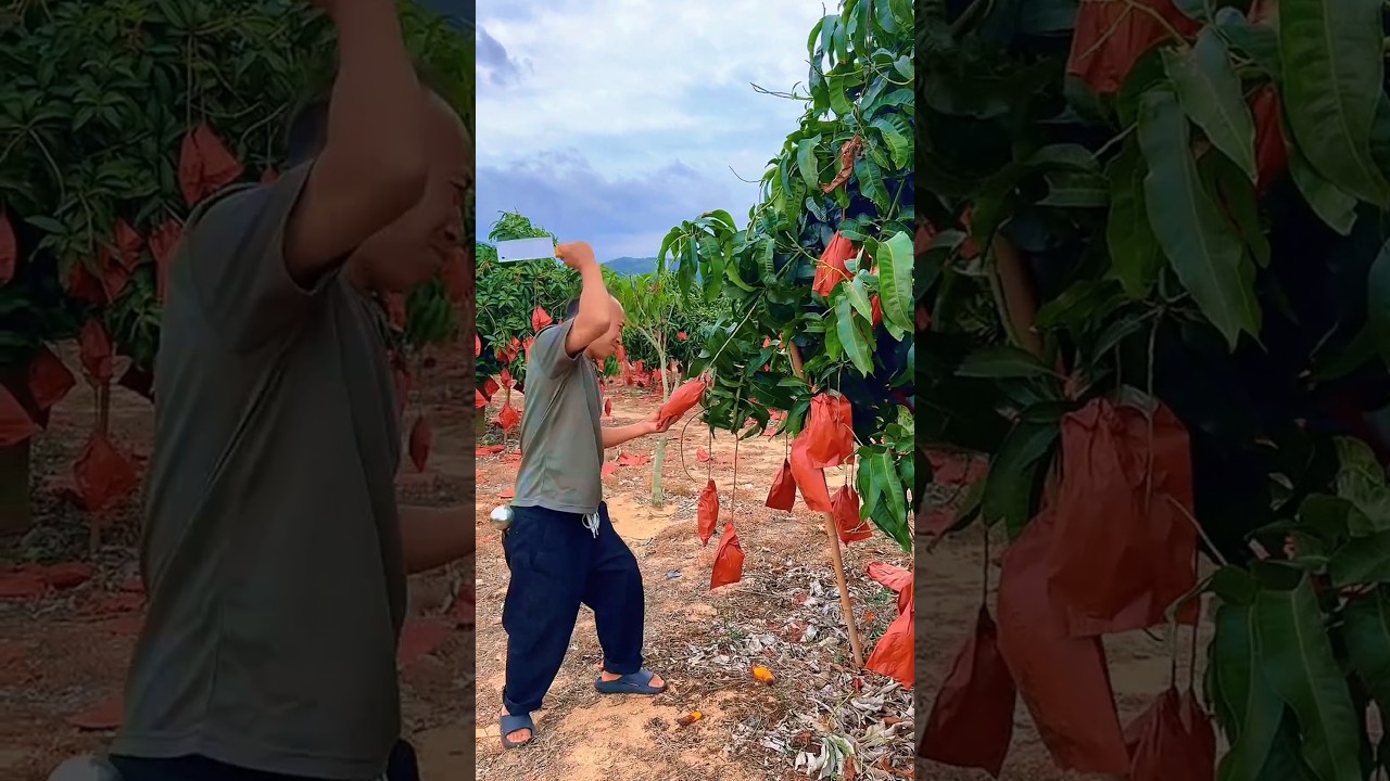 Sweet mango cutting very fresh with rural farming life #2025 #trending #mango #satisfying