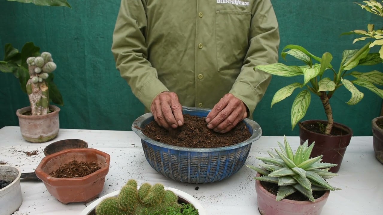 Respondiendo a los seguidores; el sustrato para cactus