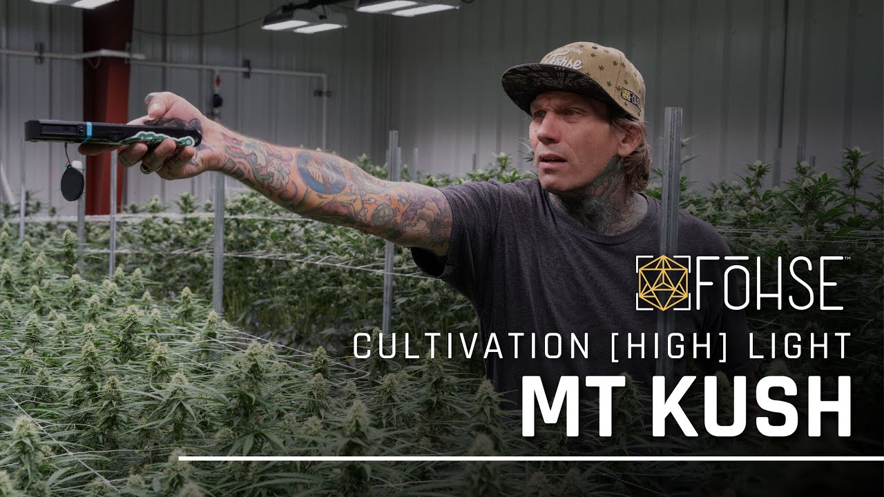 MT Kush | Flower Room | Cultivation Highlight