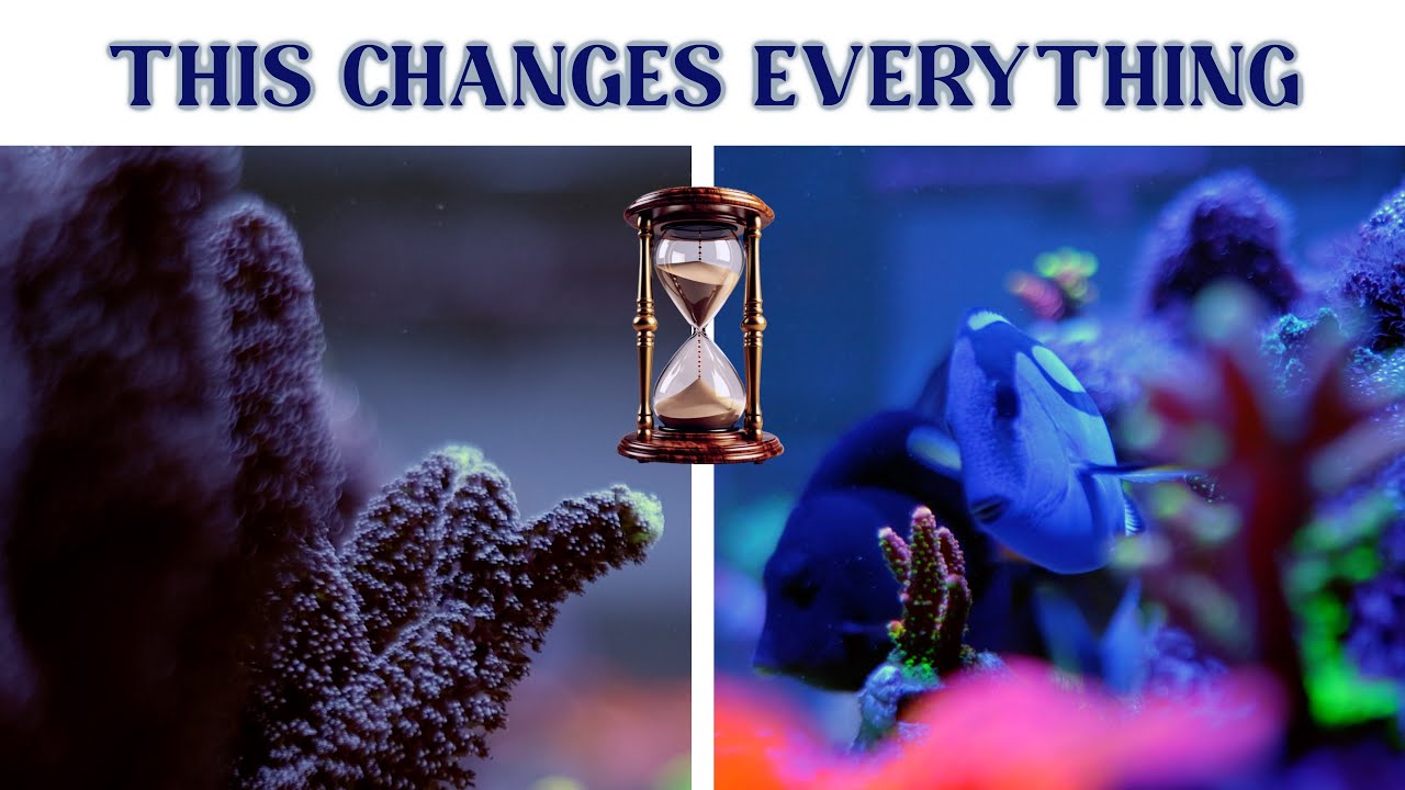 The Secret to a Stunning Reef Tank