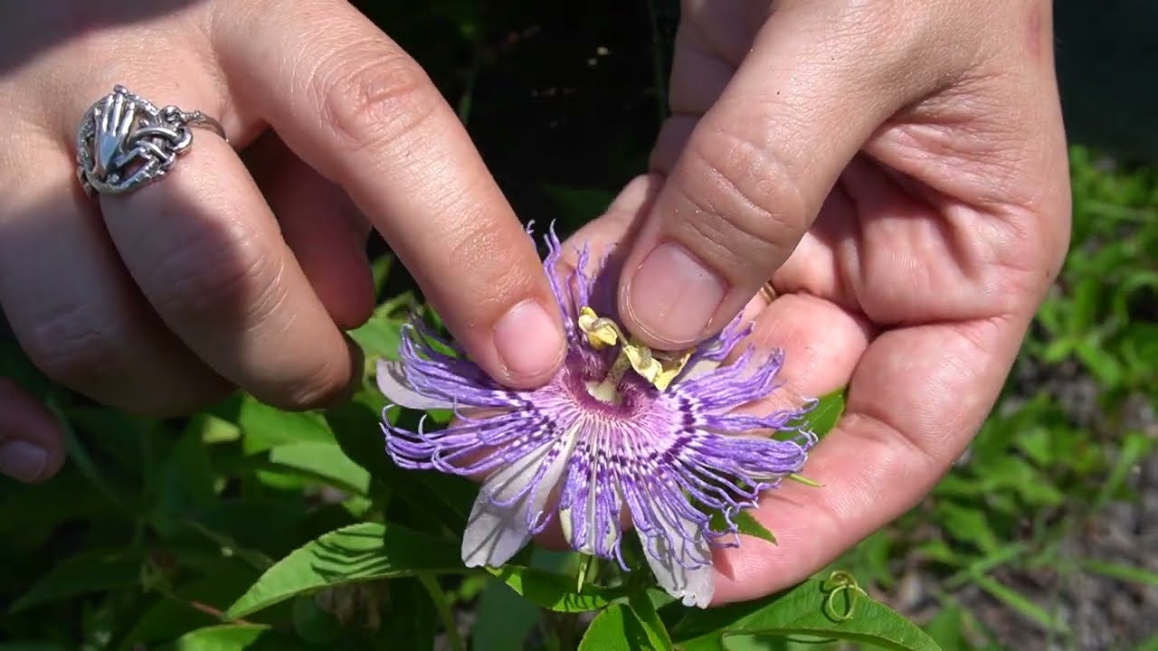 Purple Passion Flower (Passiflora incarnata)